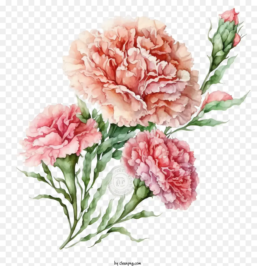 Carnations Cat Air，Anyelir Merah Muda PNG