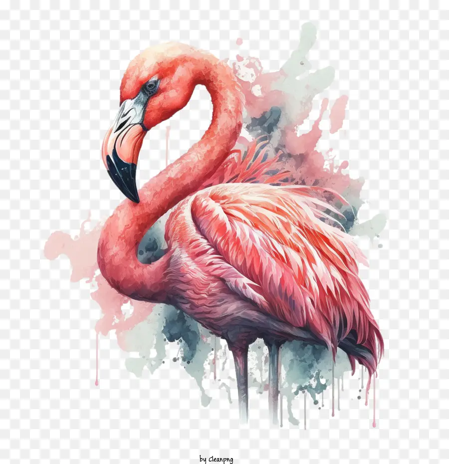 Flamingo Merah Muda，Flamingo PNG