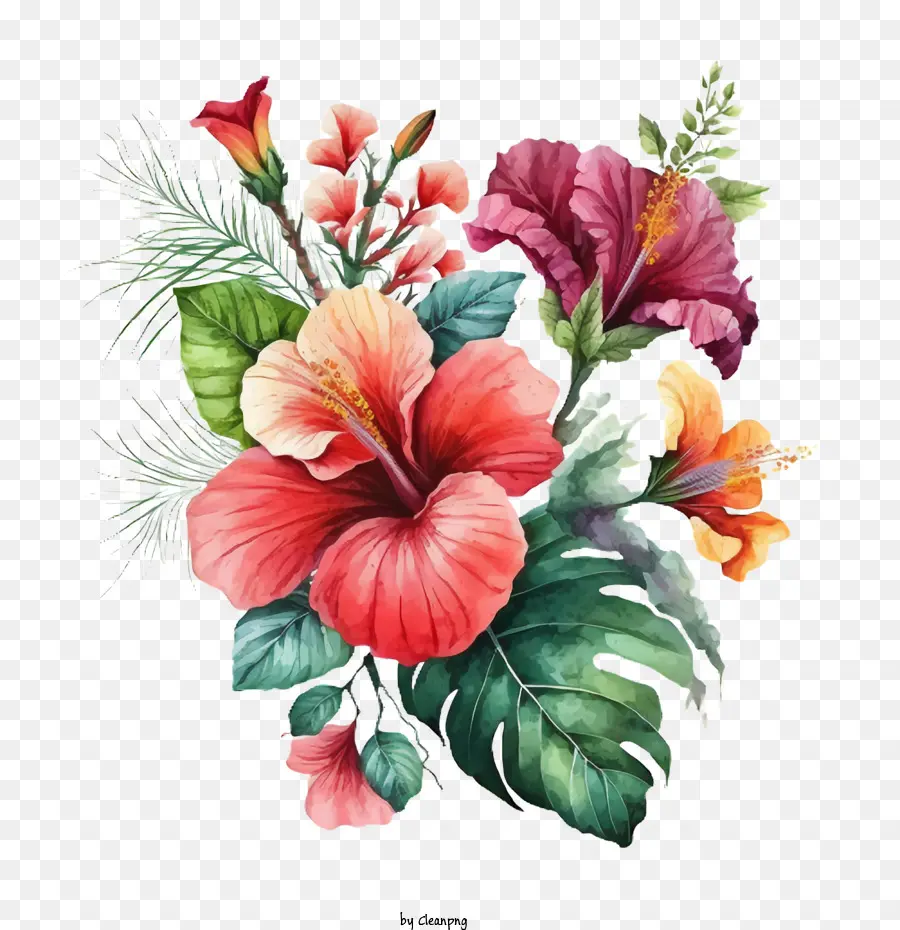Hibiscus Yang Digambar Tangan，Bunga Kembang Sepatu PNG
