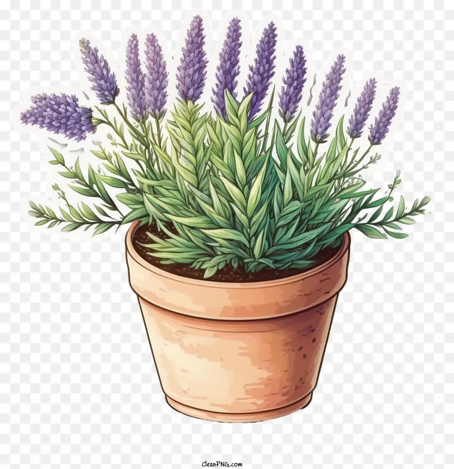 Lavender Mekar，Tanaman Lavender PNG