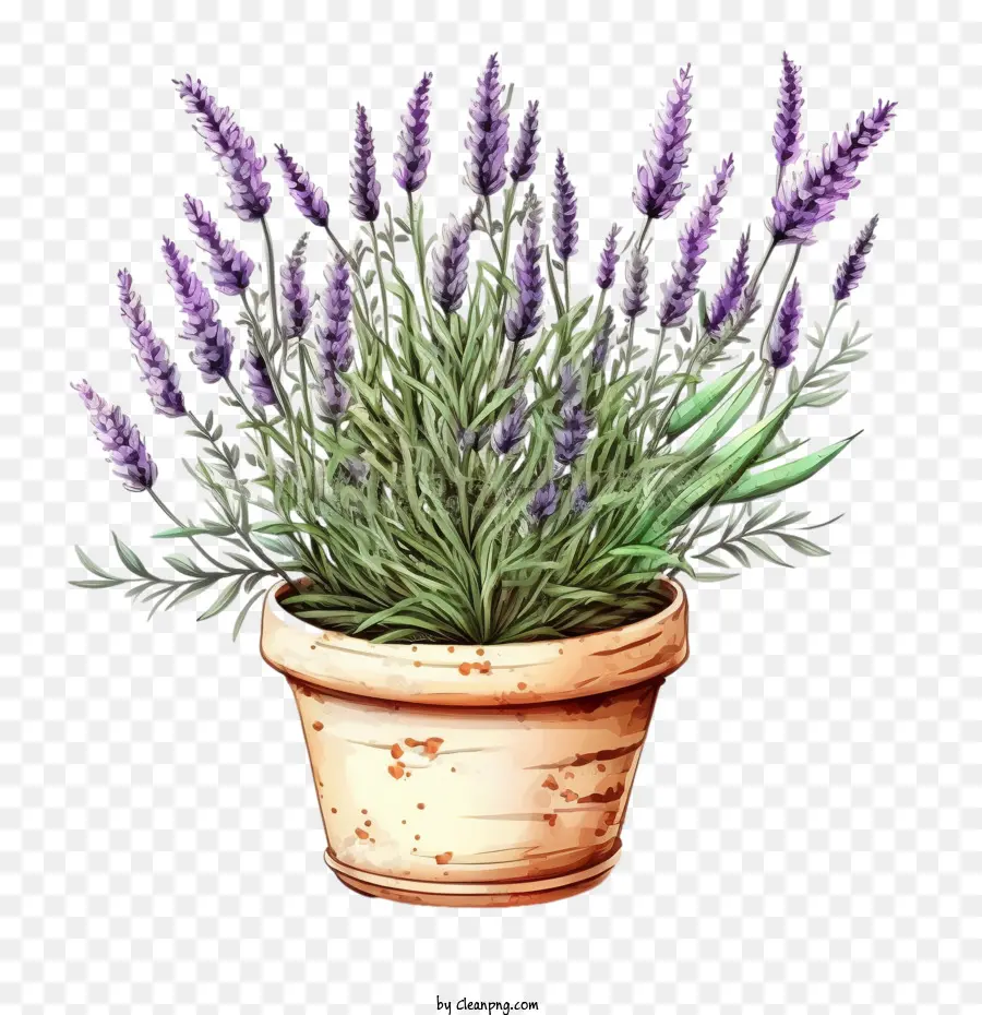 Lavender Yang Lucu，Lavender Dalam Pot PNG