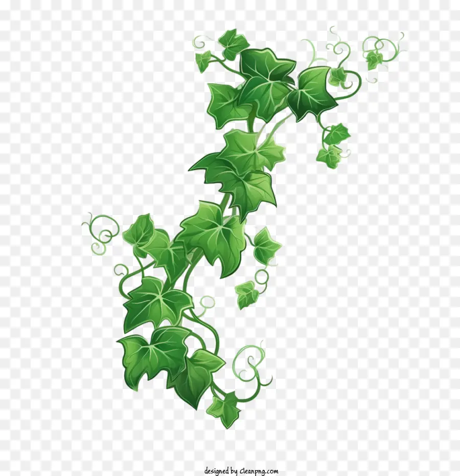 Anggur Ivy，Tanaman Anggur PNG