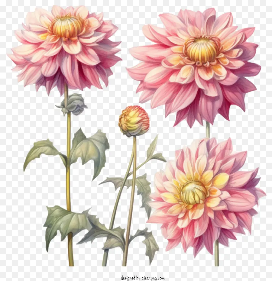 Dahlia，Bunga Dahlia PNG