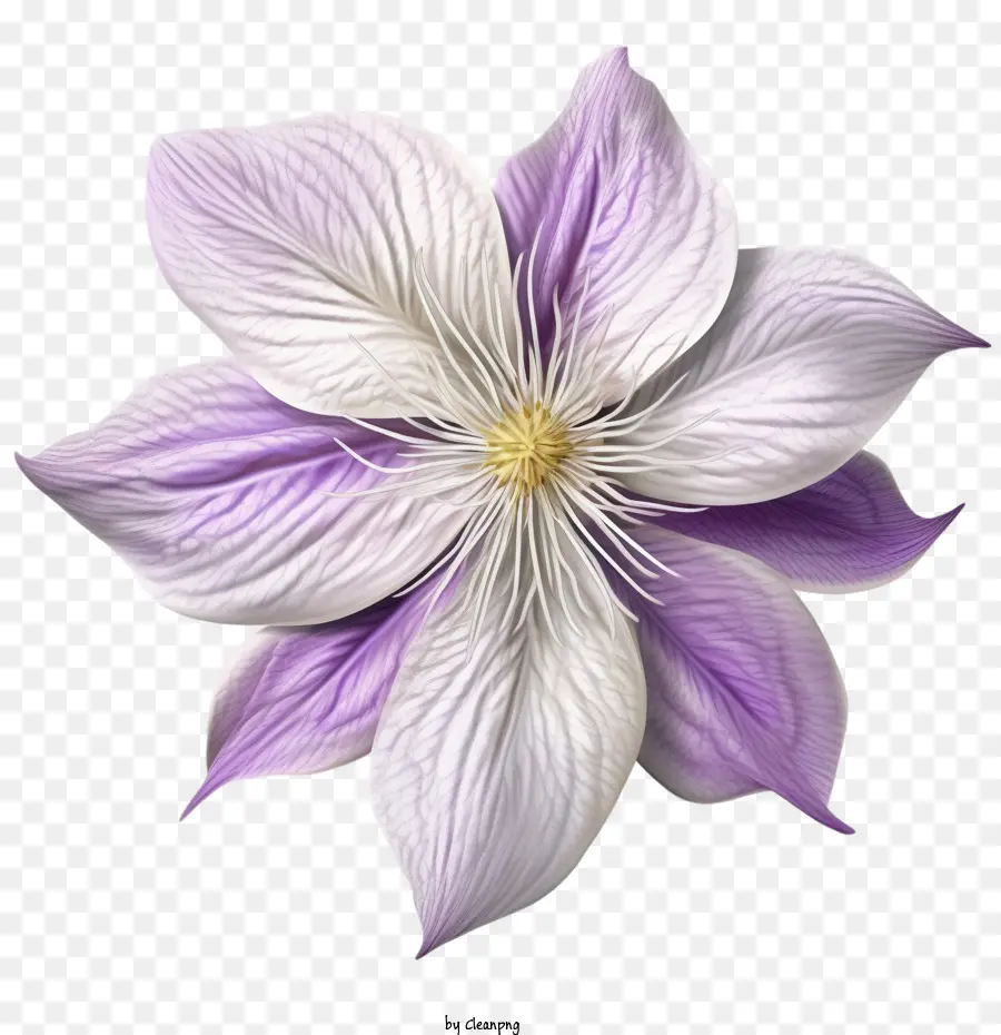 Bunga Clematis，Clematis PNG