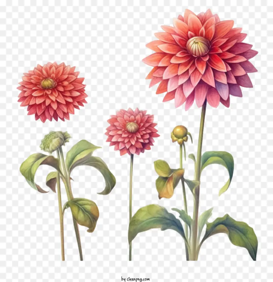 Dahlia，Bunga Dahlia PNG