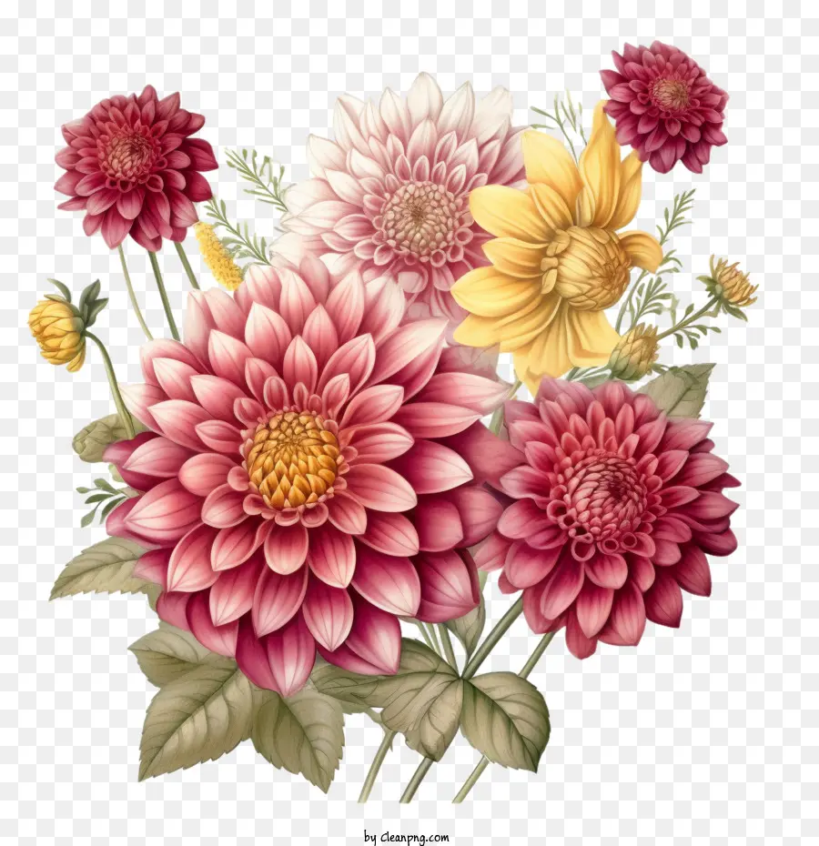 Dahlia，Bunga Dahlia PNG