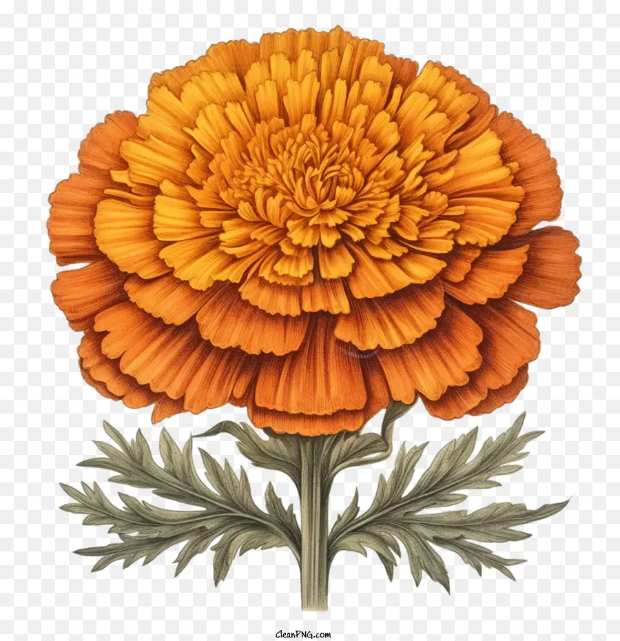 Bunga Marigold Antik，Bunga Marigold PNG