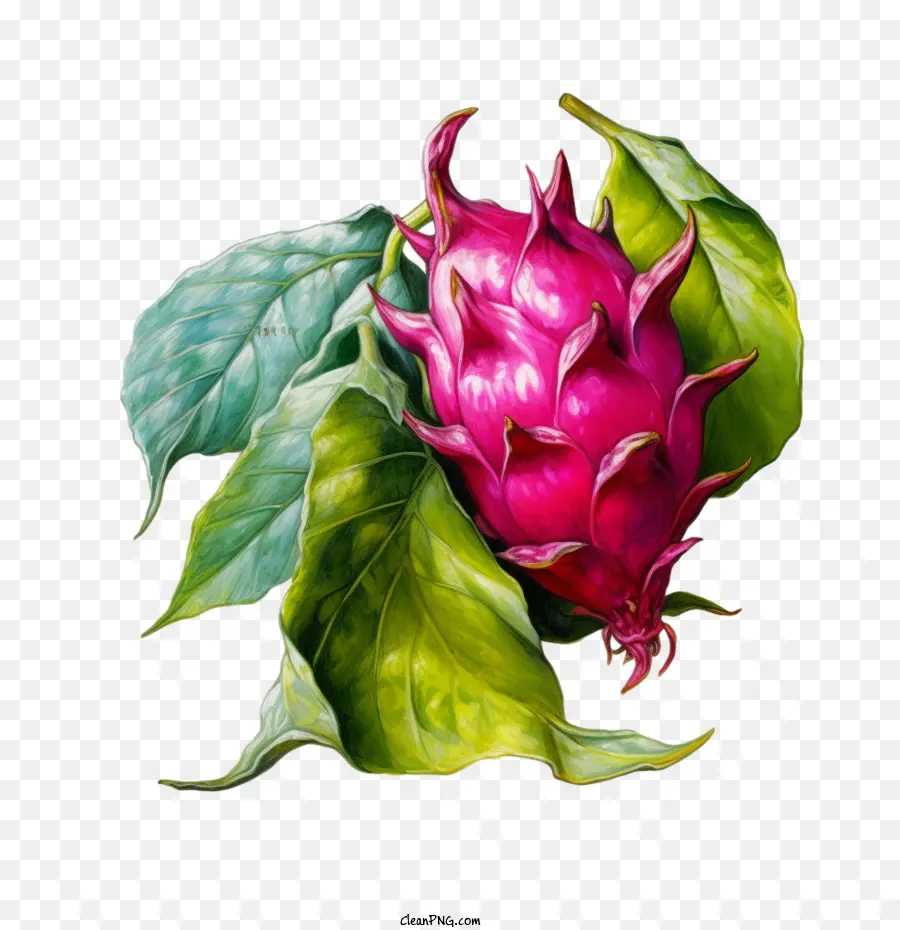 Buah Naga，Pink PNG