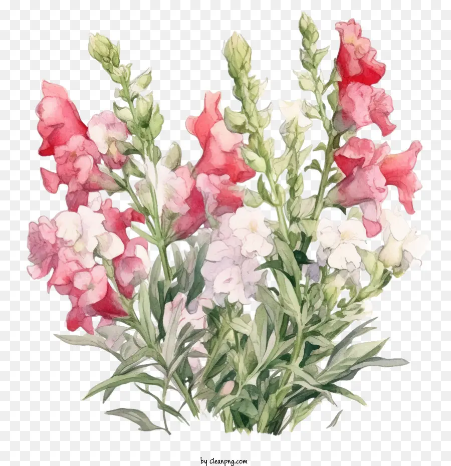 Snapdragon，Bunga Snapdragon PNG