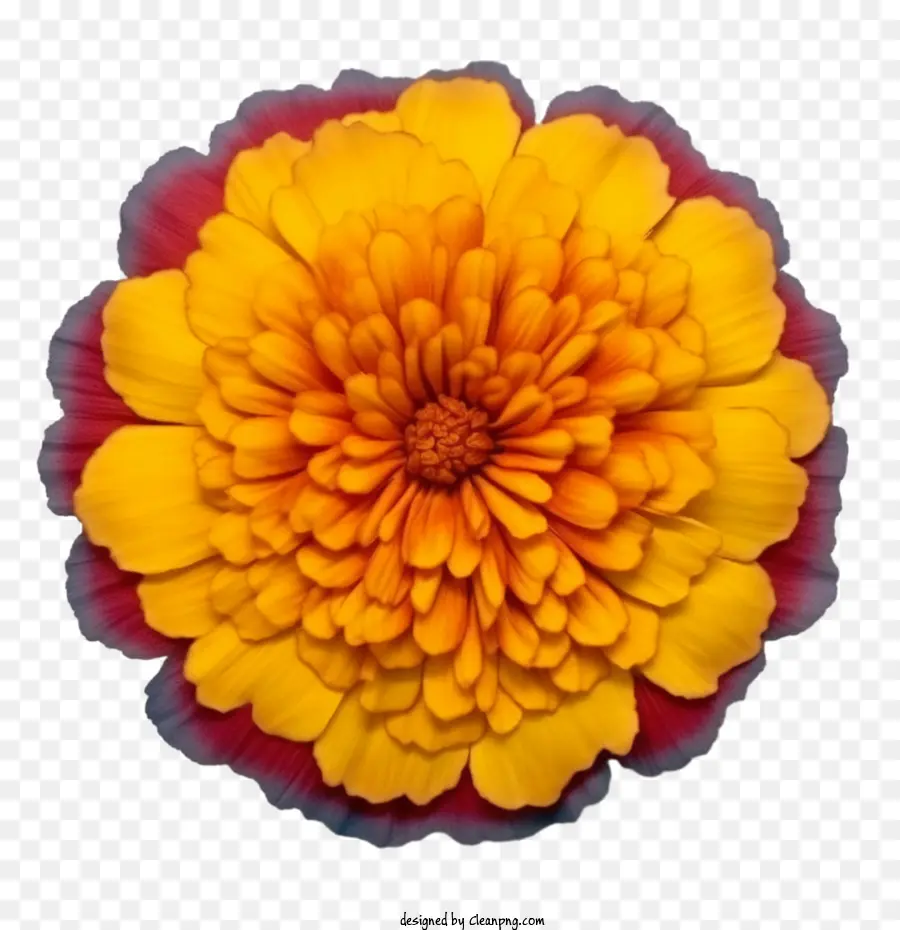 Bunga Marigold，Orange PNG