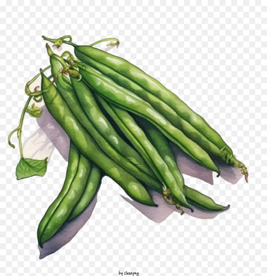 Kacang Hijau，Kacang Polong PNG