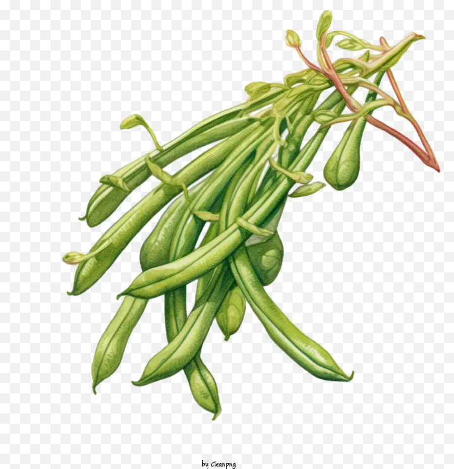 Kacang Hijau，Sayuran PNG