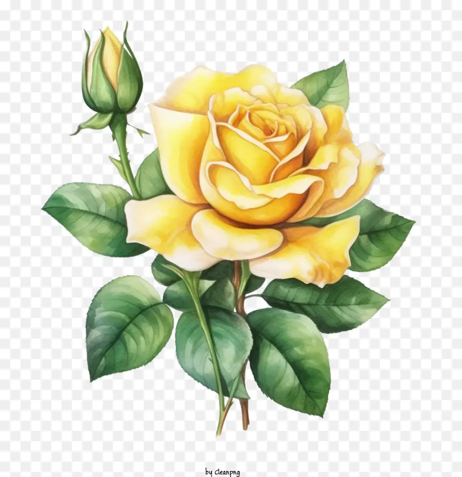 Mawar Kuning，Naik PNG