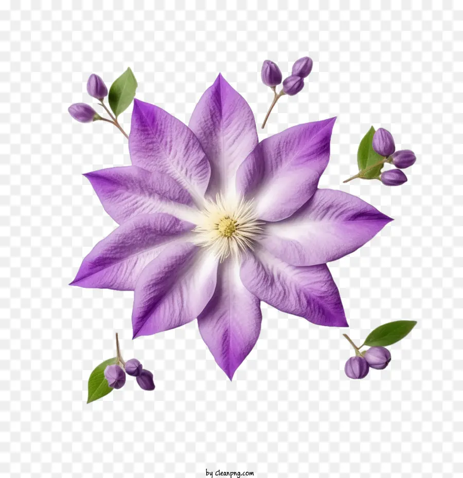 Bunga Clematis，Bunga PNG