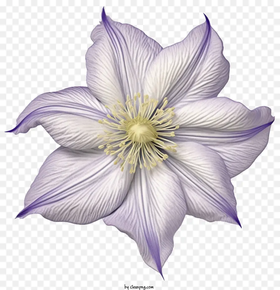 Bunga Clematis，Bunga Ungu PNG