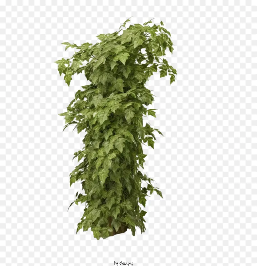 Ivy，Pabrik PNG