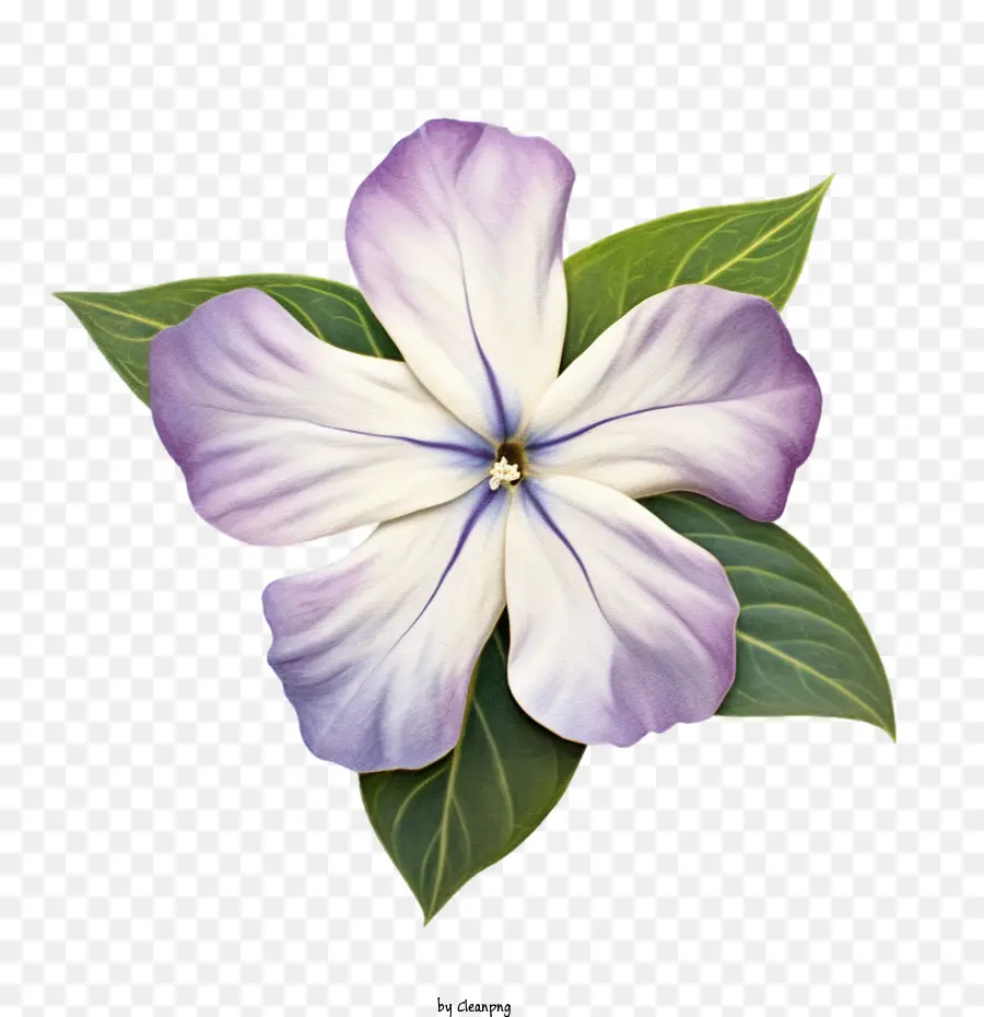 Bunga Vinca，Bunga PNG