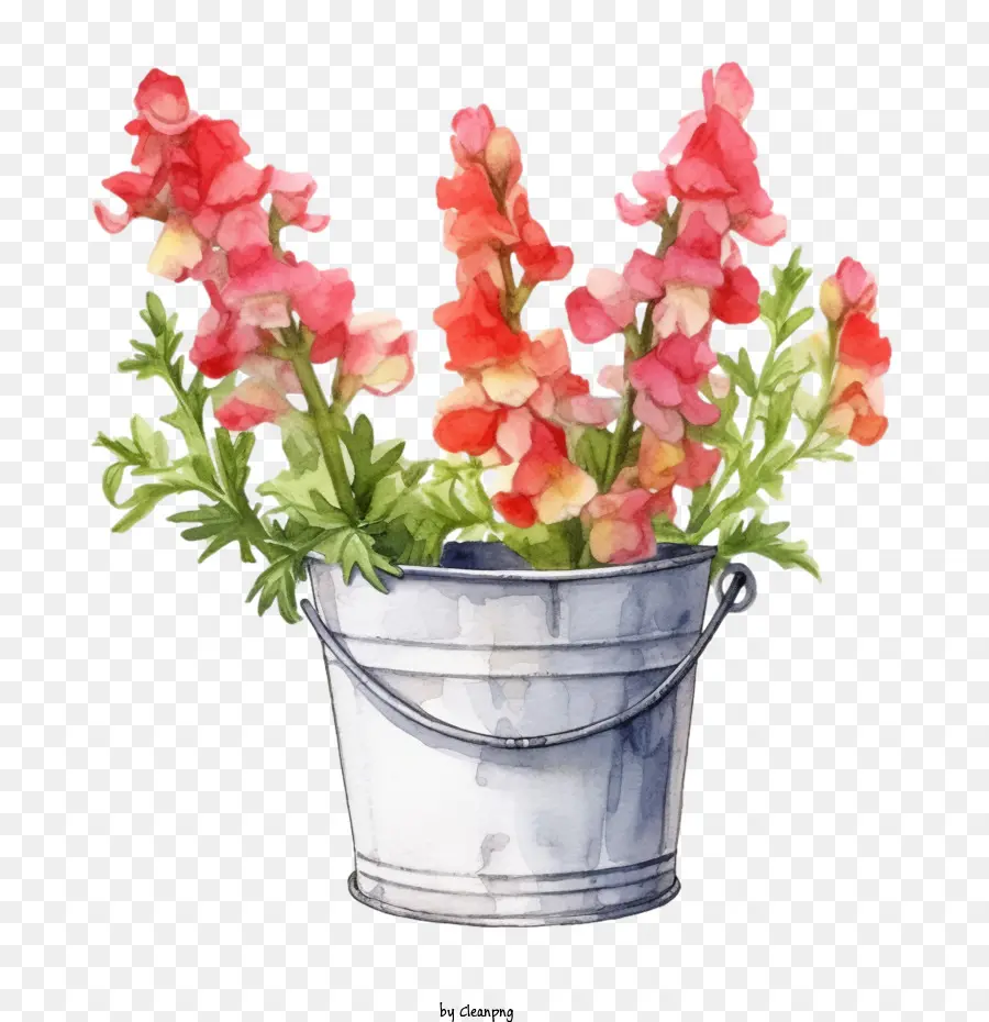 Bunga Snapdragon，Bunga PNG