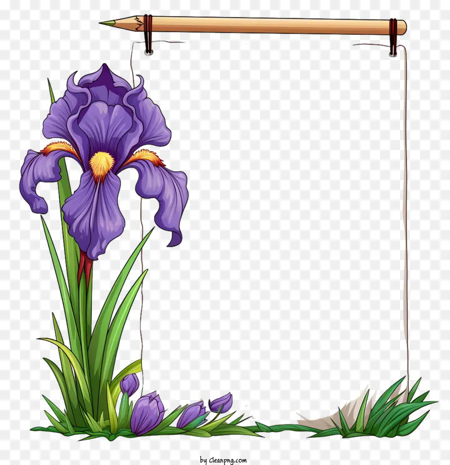 Iris，Bunga Iris PNG