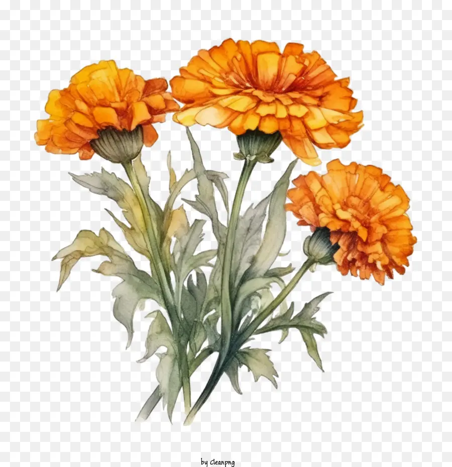 Bunga Marigold，Karangan Bunga Jeruk PNG