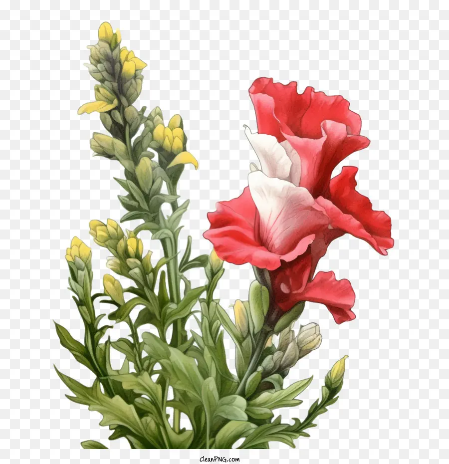 Bunga Snapdragon，Bunga Merah Dan Putih PNG