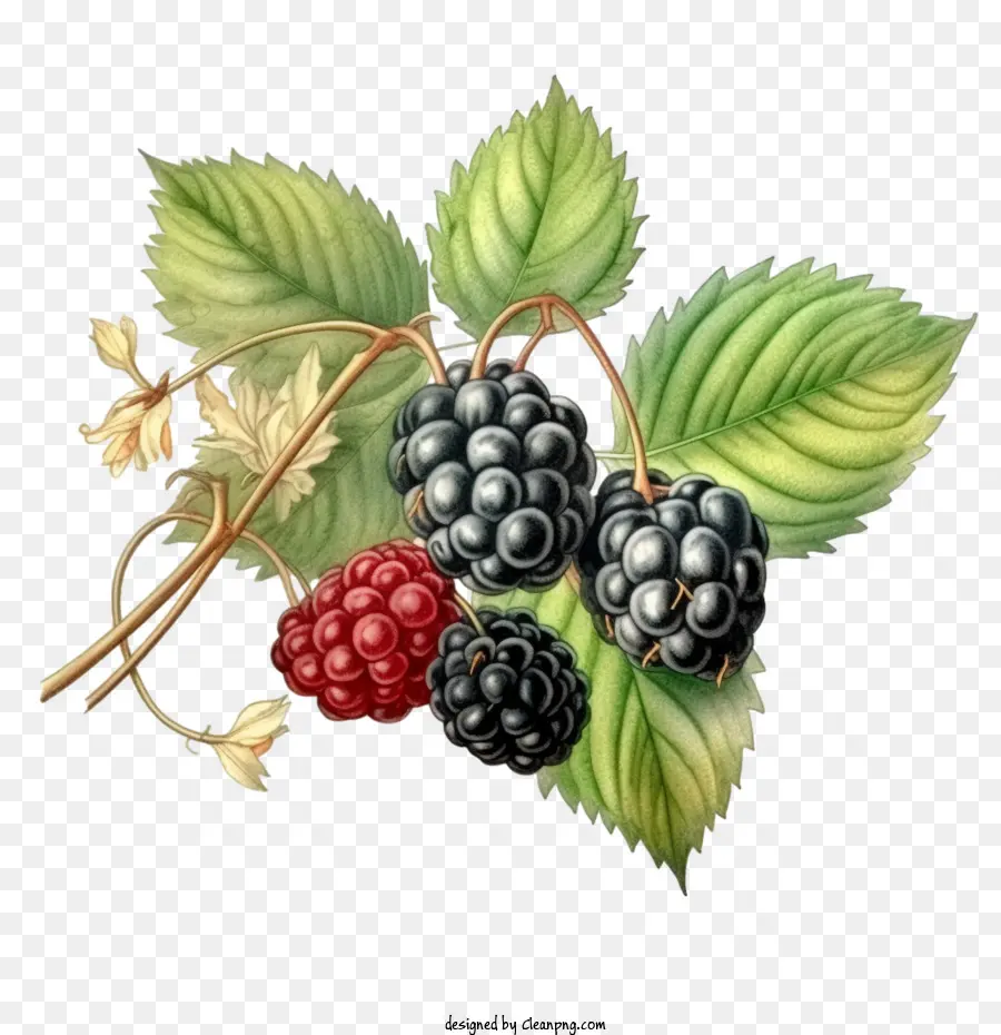 Blackberry，Beri PNG