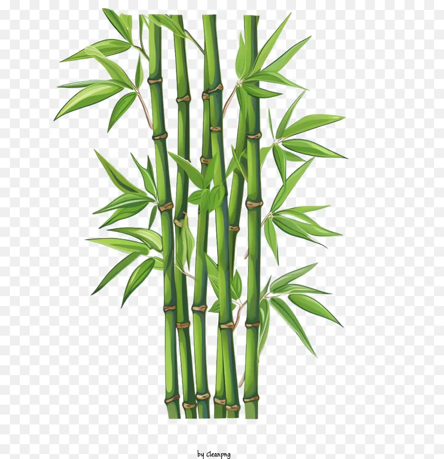 Bambu，Hijau PNG