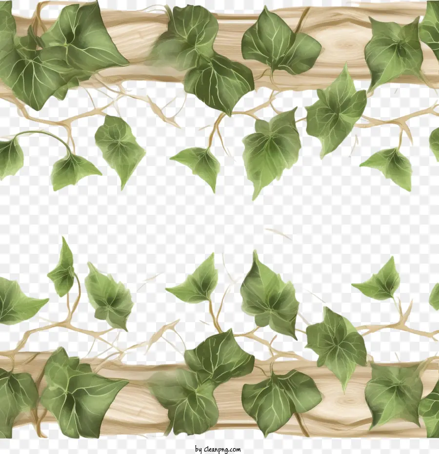 Perbatasan Tanpa Lautan Liana，Daun Ivy PNG