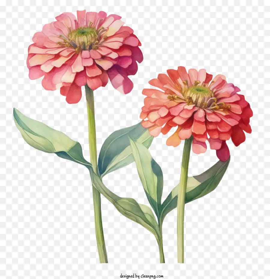 Bunga Zinnia，Bunga Merah Muda PNG