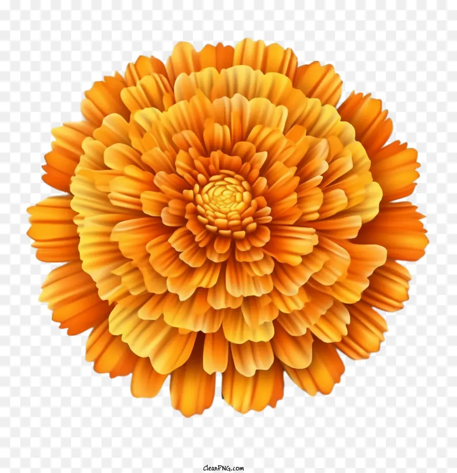 Bunga Marigold，Bunga PNG