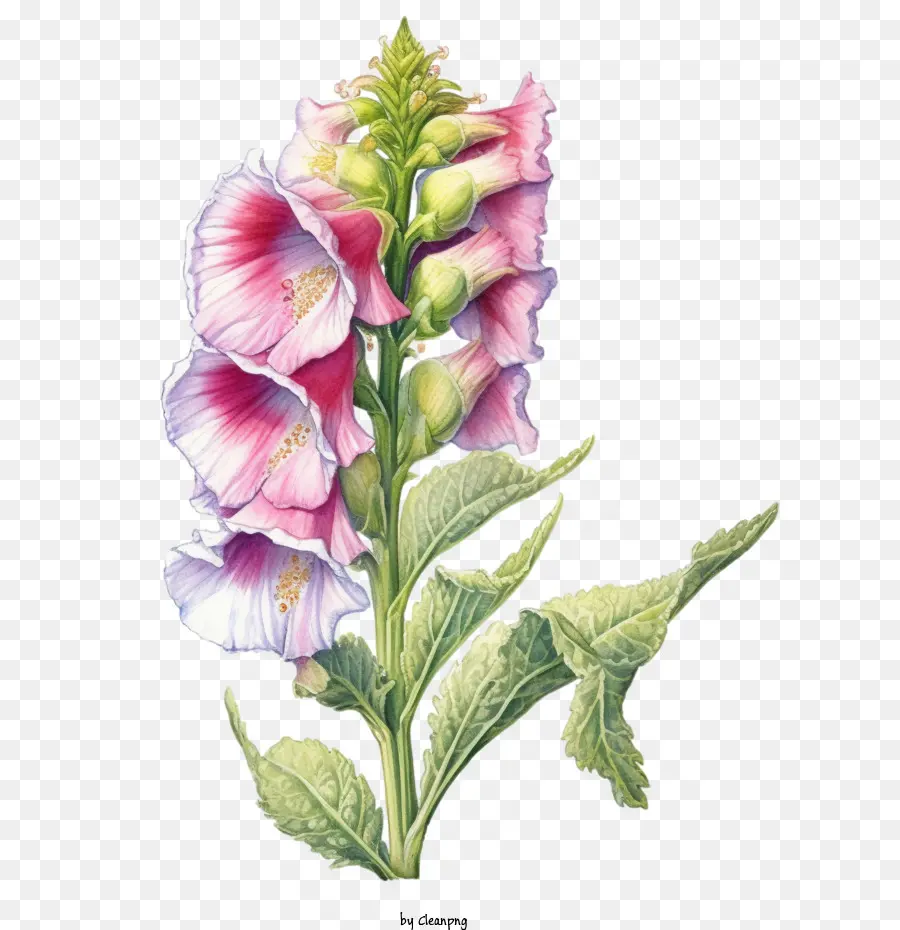 Bunga Foxglove，Bunga Merah Muda PNG