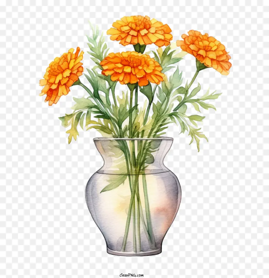Bunga Marigold，Karangan PNG