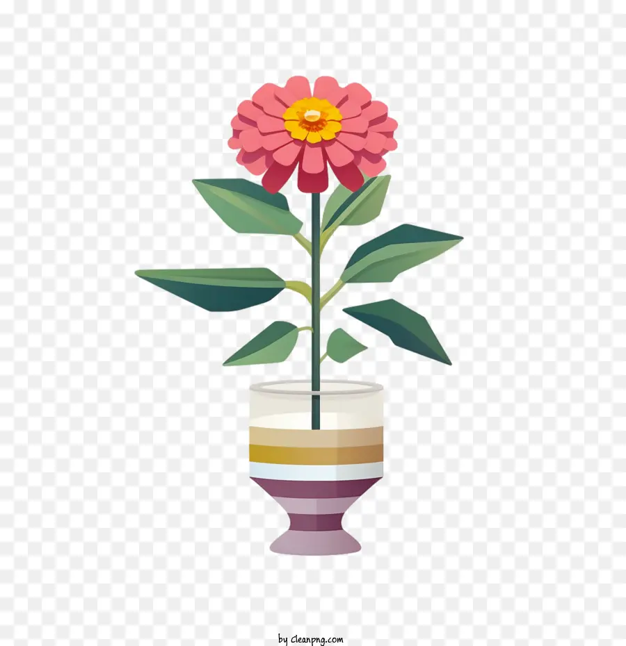 Bunga Zinnia，Bunga Merah Muda PNG