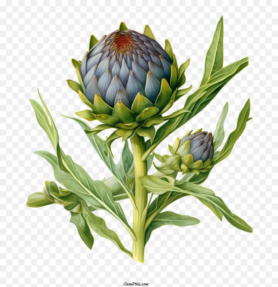 Artichoke，Hijau PNG