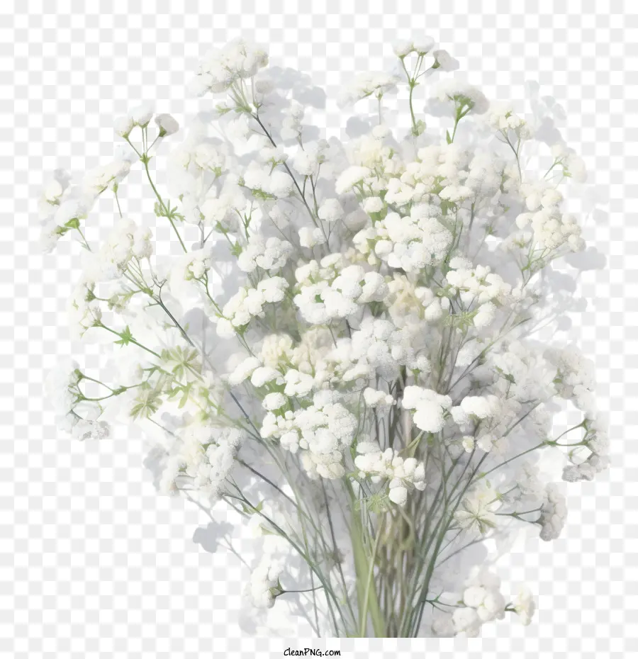 Napas Bayi Bunga，Bunga Putih PNG