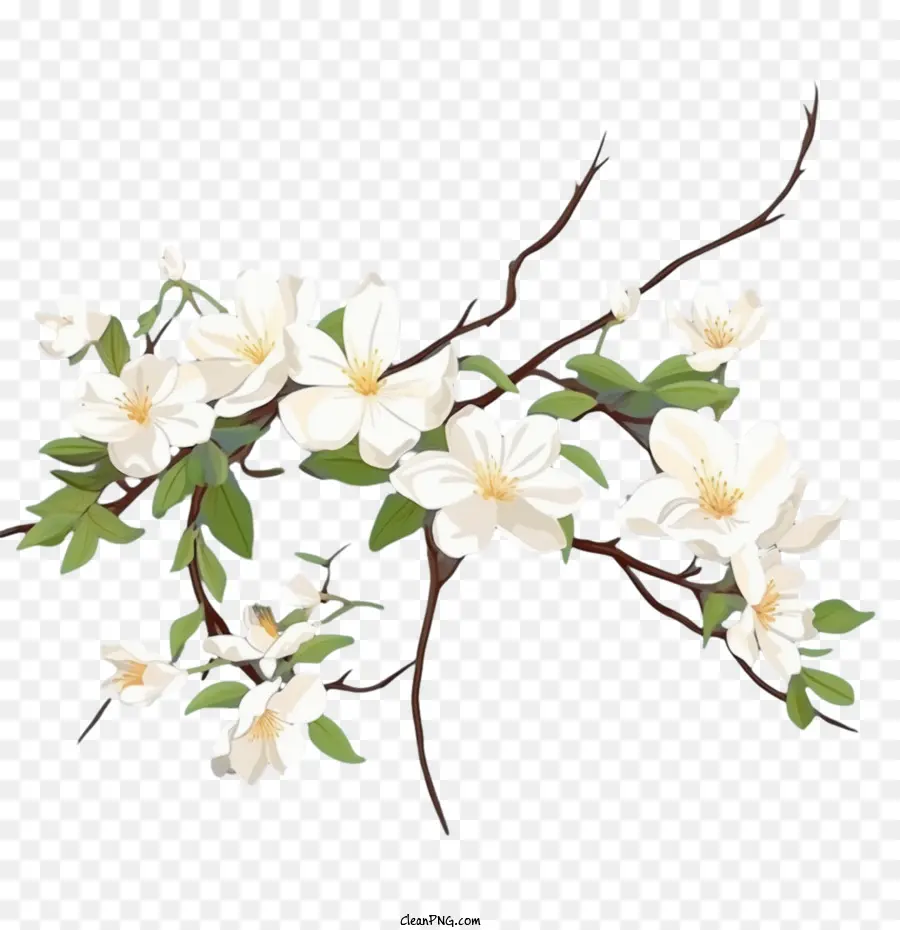 Bunga Melati，Putih PNG