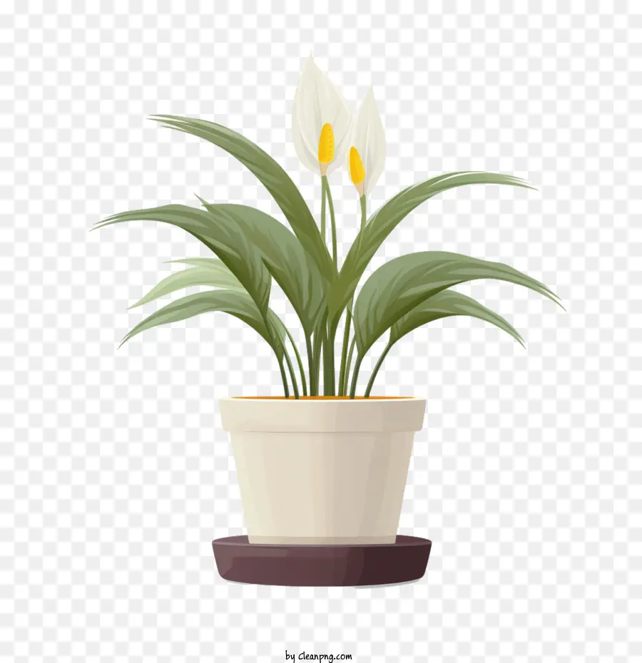 Perdamaian Lily，Bunga PNG