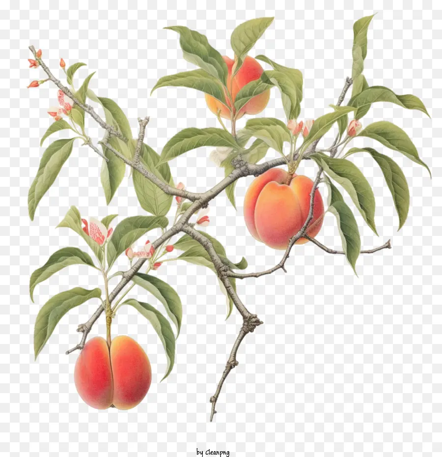 Pohon Persik，Peach Cabang PNG