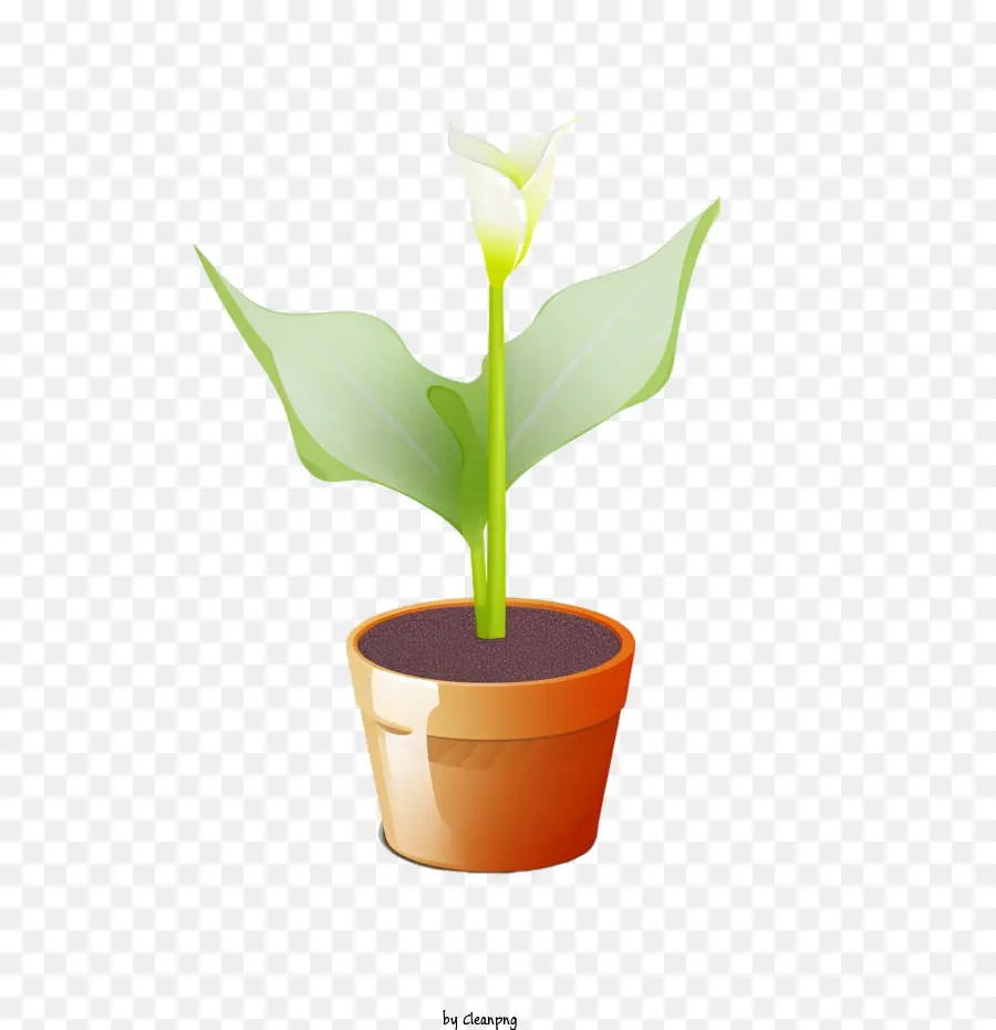 Bunga Calla Lily，Tanaman Pot PNG