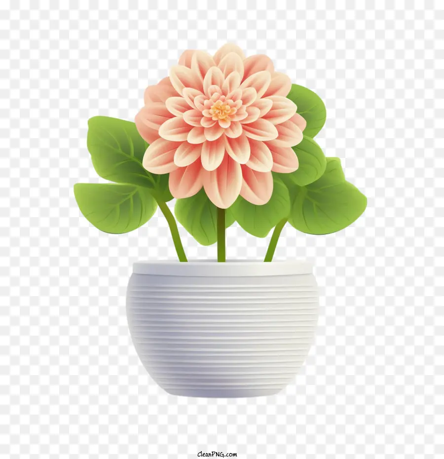 Bunga Dahlia，Bunga Dalam Pot PNG