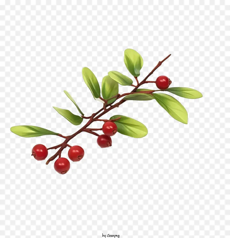 Cranberry Twig，Holly Daun PNG