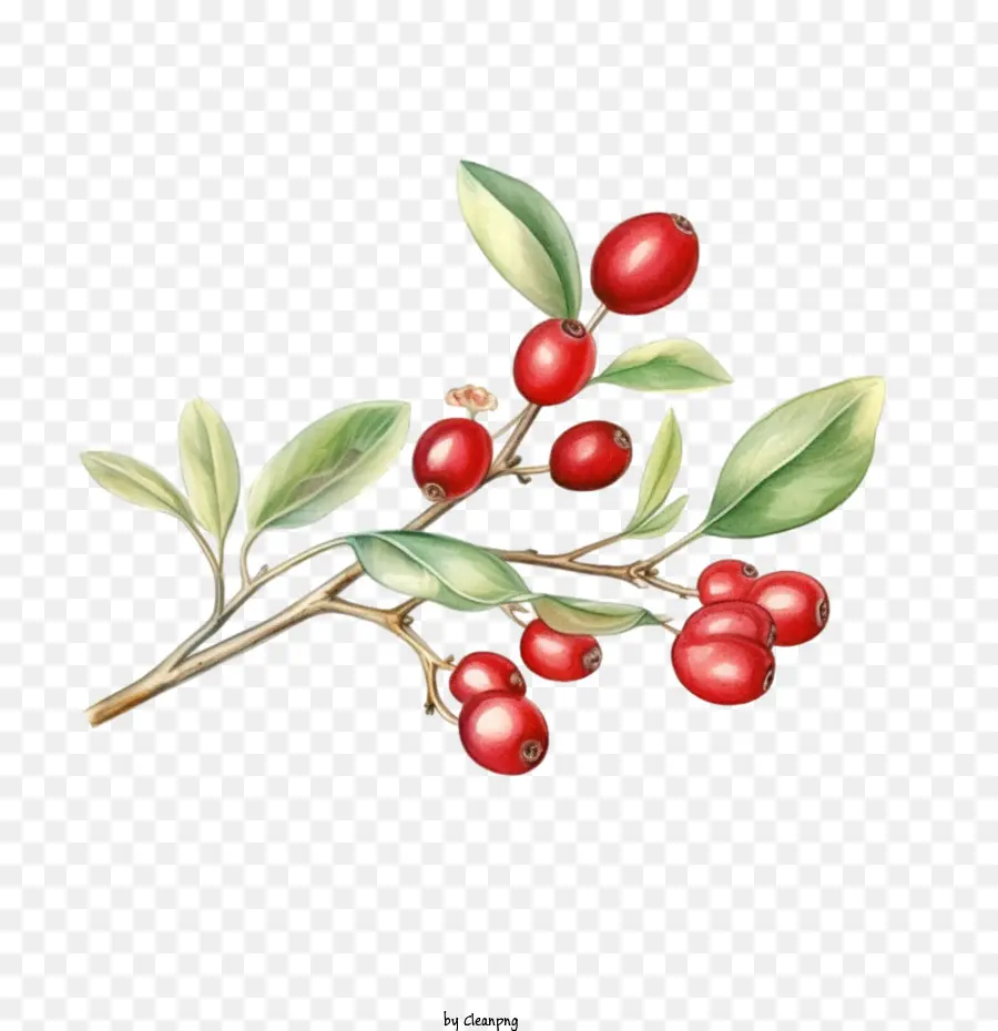Cranberry Twig，Buah Merah PNG