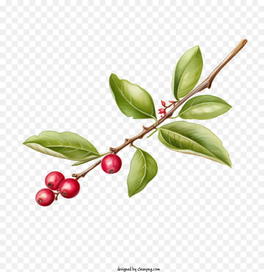 Cranberry Twig，Buah PNG
