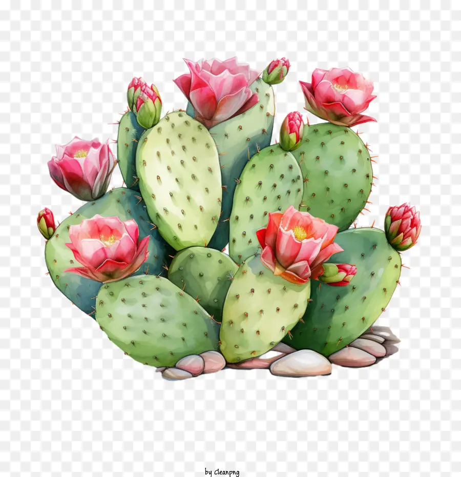 Kaktus，Bunga Merah Muda PNG