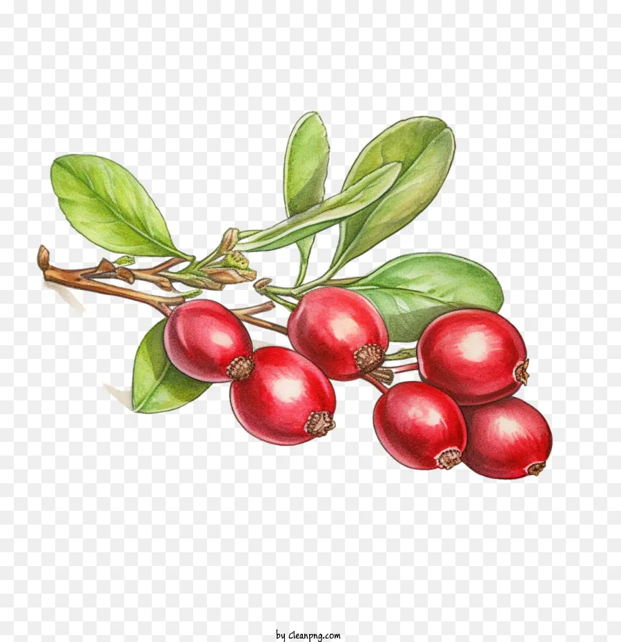 Cranberry，Buah Beri PNG