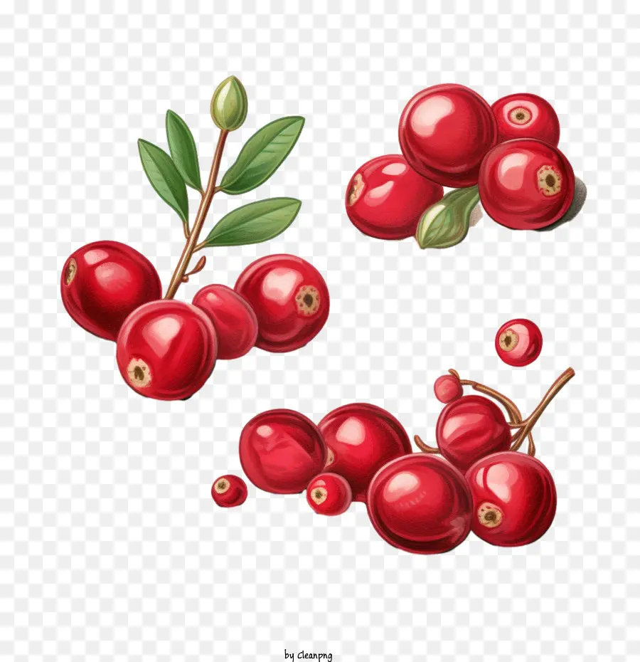 Cranberry，Berry Merah PNG