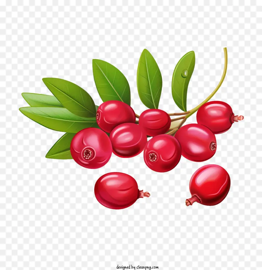 Cranberry Merah，Berry Merah PNG