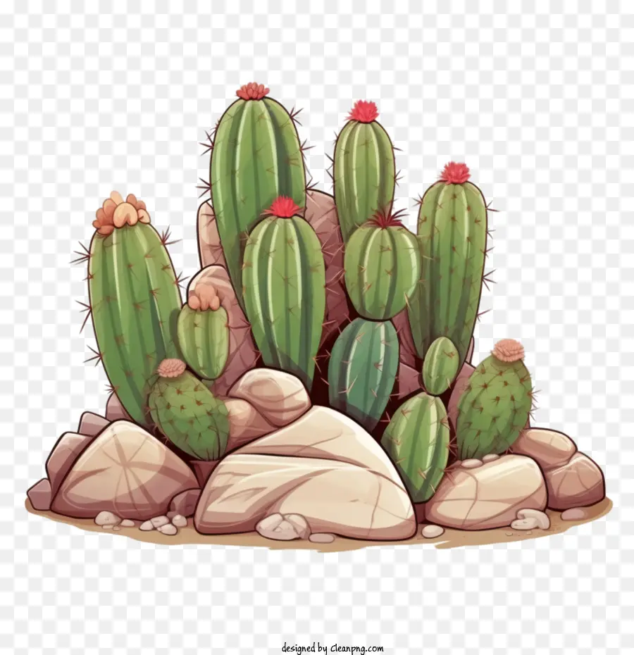 Kaktus，Sukulen PNG