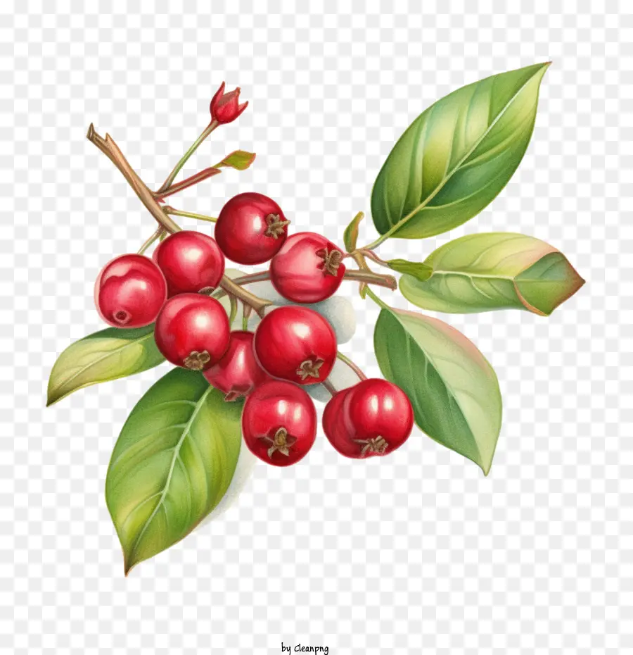 Cranberry Merah， PNG