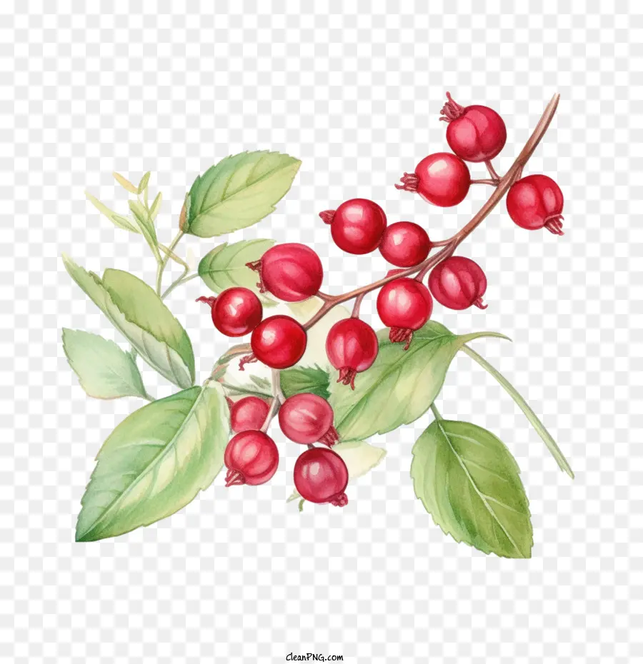 Cranberry Merah，Buah Merah PNG